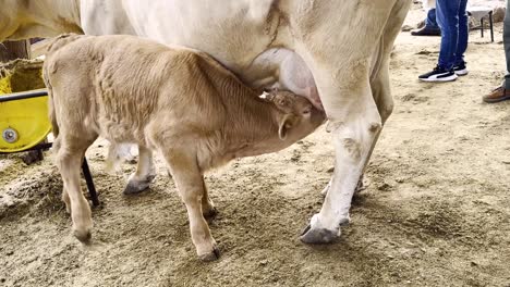 calf feeding from its mother's udder rural farm concept