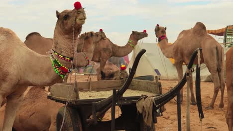 camellos en la feria de pushkar, también llamada feria de camellos de pushkar o localmente como kartik mela es una feria anual de varios días de ganado y cultural que se celebra en la ciudad de pushkar, rajasthan, india.