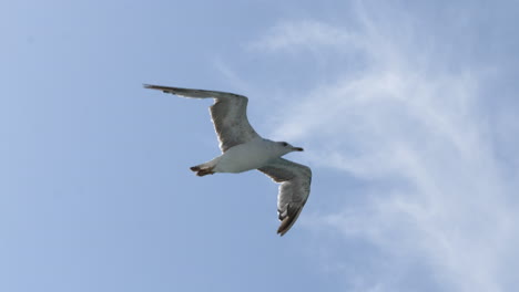 Gaviota-Volando-Estacionaria-En-El-Viento,-Fondo-De-Cielo-Azul