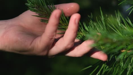 hand touches young green needles on larch branch on sunny day. close up