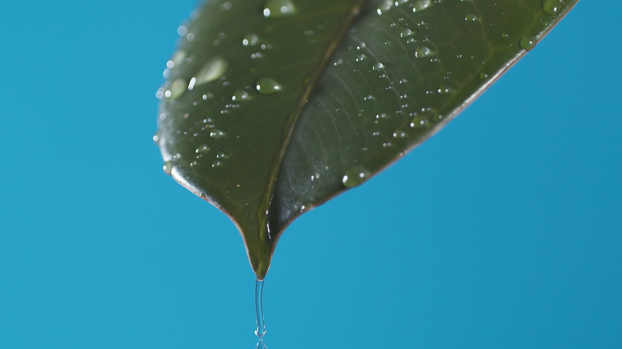 녹색 잎에서 물방울이 파란색 배경에 떨어집니다.