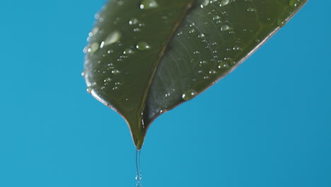 Drops-of-water-drip-from-the-green-leave-down-on-the-blue-background