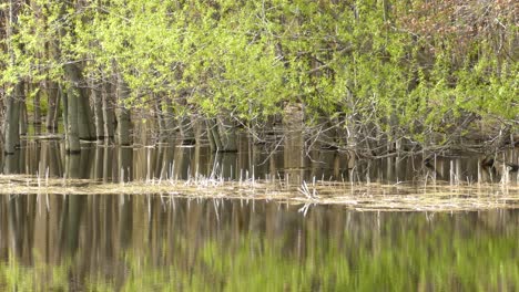 Flooded-broadleaf-forest-in-Canada-after-historical-flooding,-static-shot