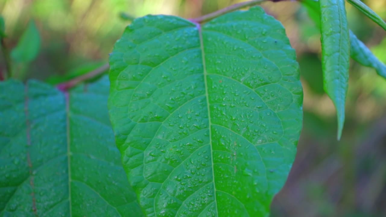 hoja con rocío matutino, movimiento pacífico de la hoja, cámara lenta