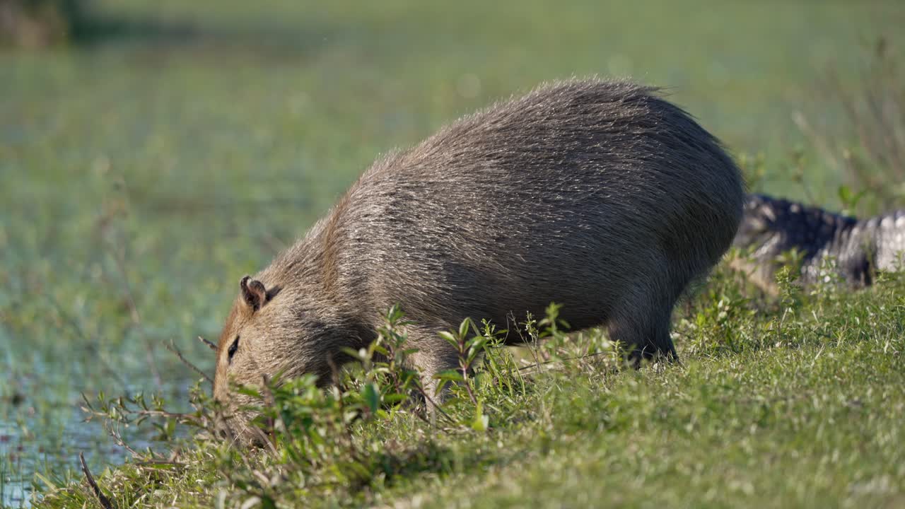 Capybara feeding near open field edge, tall grass and brush in background, medium backdrop static