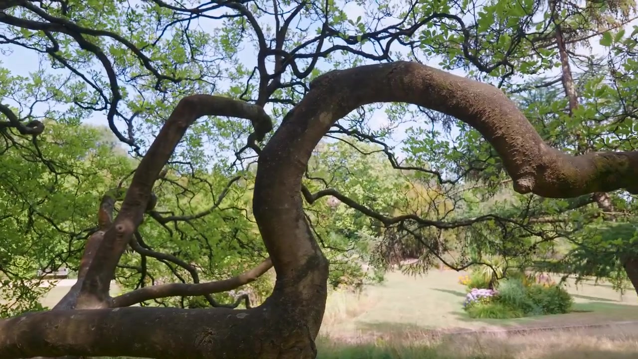 Gros plan d'une branche d'arbre sinueuse et inhabituellement courbée à Alexandra Park, Hastings, East Sussex, Angleterre