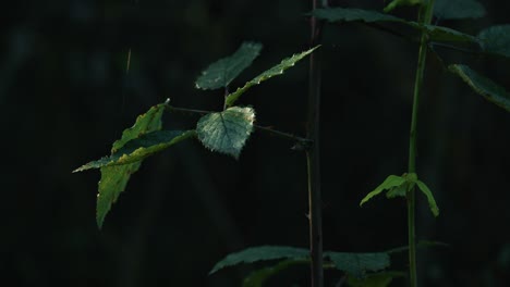 single leaf illuminated by sunlight against a dark forest backdrop in lonjsko polje krapje