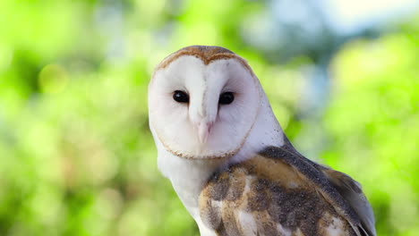 white and brown owl looking around and at camera -- static shot