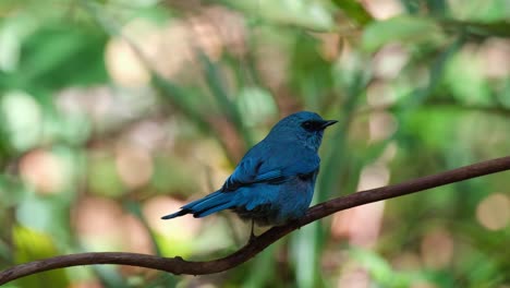 Seen-from-its-back-wagging-its-tail-while-bathing-under-a-dripping-water-while-wiping-its-beak-on-its-perch,-Verditer-Flycatcher-Eumyias-thalassinus,-Thailand