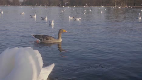 swan swimming past tha camera