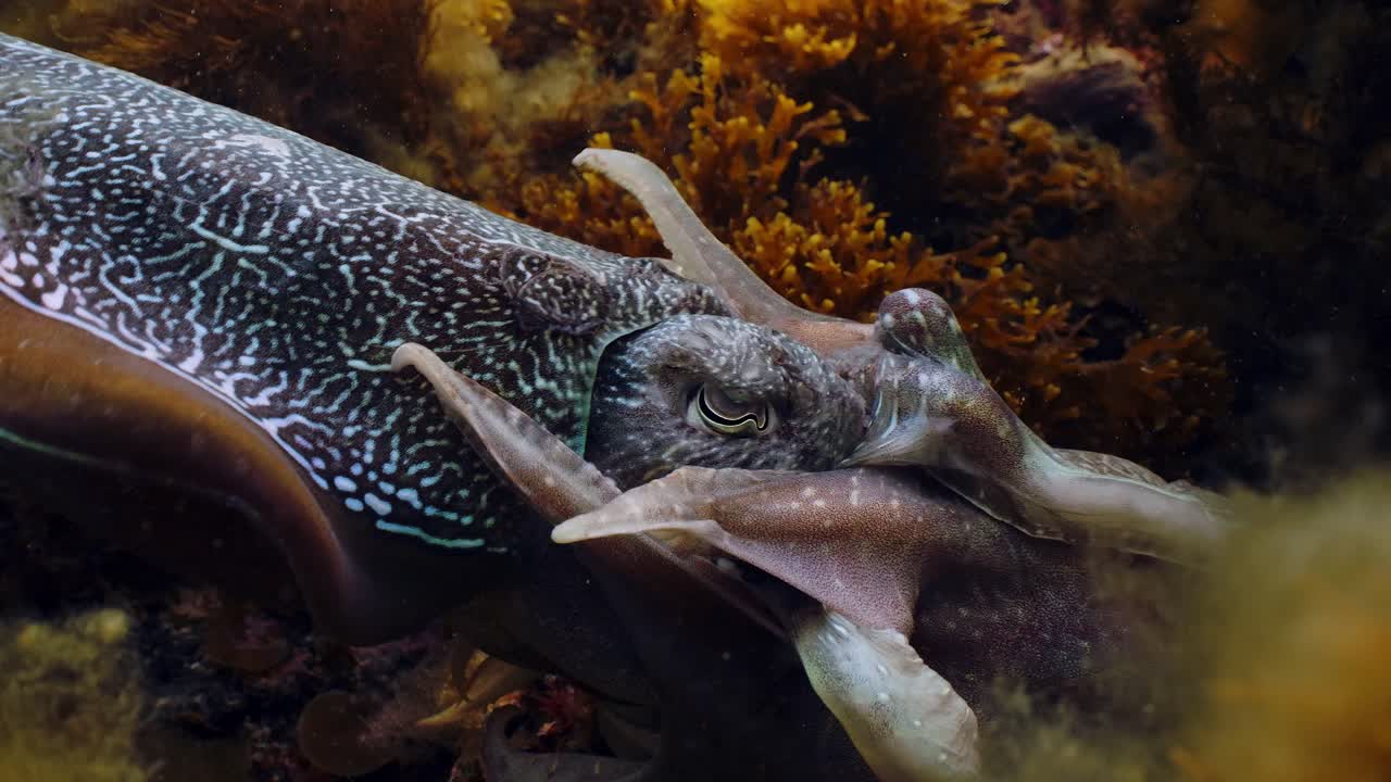 Giant Australian Cuttlefish Sepia apama Migration Whyalla South Australia 4k slow motion, mating, laying eggs, fighting, aggregation, underwater