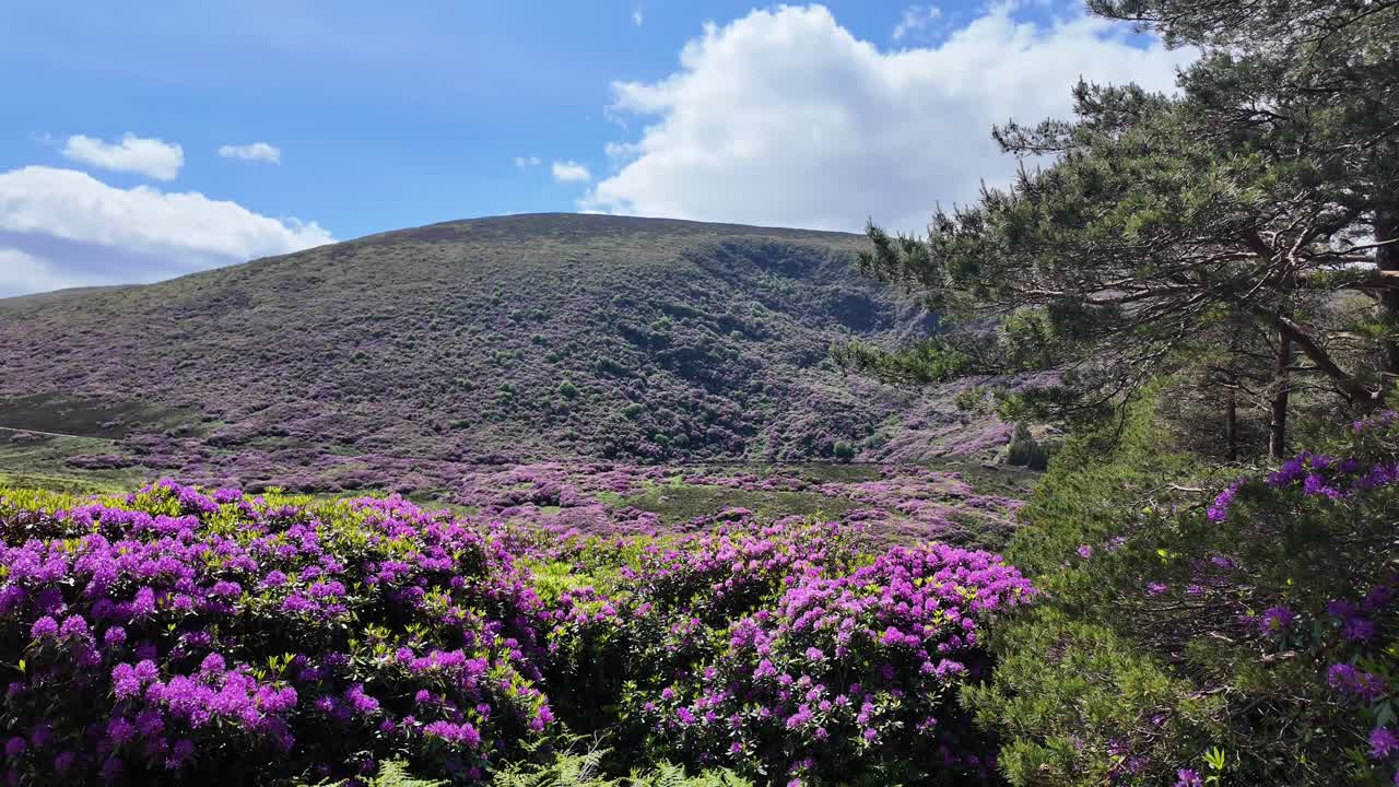 lugares épicos de irlanda borde del bosque rhododendron cubierto de la ladera de la montaña waterford
