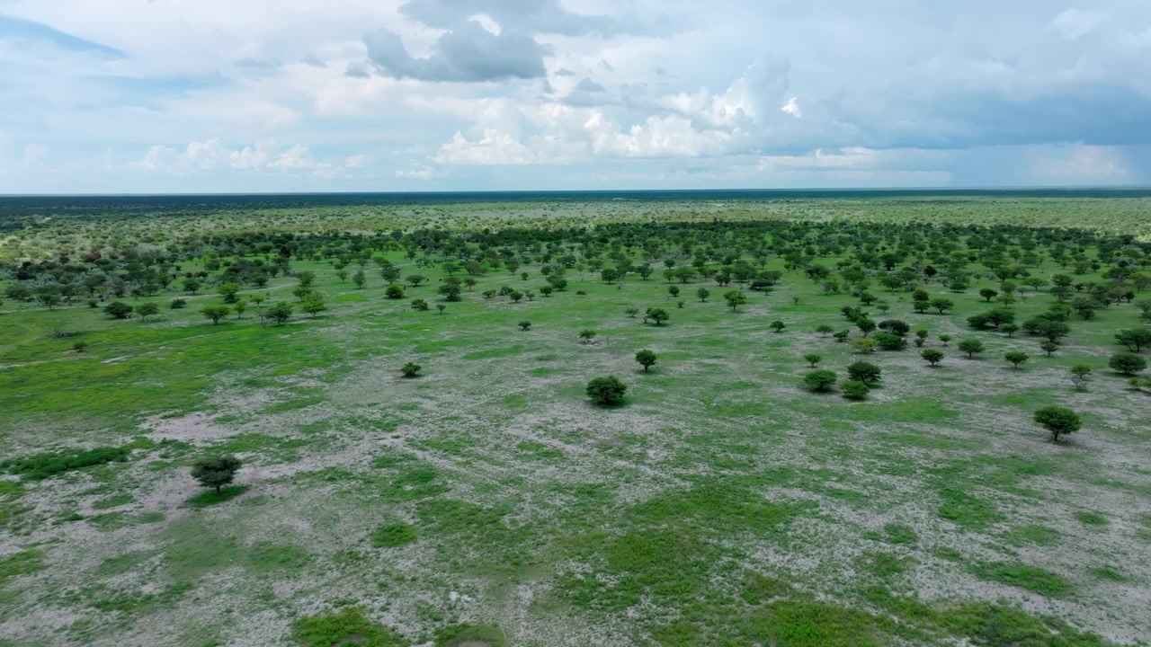 Riprese con drone su vaste pianure verdi di savana nella Namibia settentrionale, con cespugli sparsi che si estendono fino all'orizzonte sotto un imponente cielo pieno di nuvole