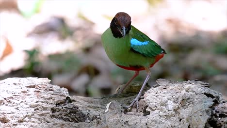 Commonly-found-in-the-Southeast-Asia-and-quite-a-friendly-bird