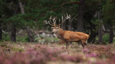 Majestic-dominant-red-deer-stag-with-big-antlers-walk-in-meadow,-Hoge-Veluwe
