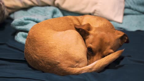 lindo cachorro chihuahua bajo una manta revelado y menea la cola, enfoque suave