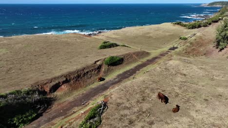 ganado pastando en la cima de un acantilado de hierba seca con vistas al mar azul oscuro