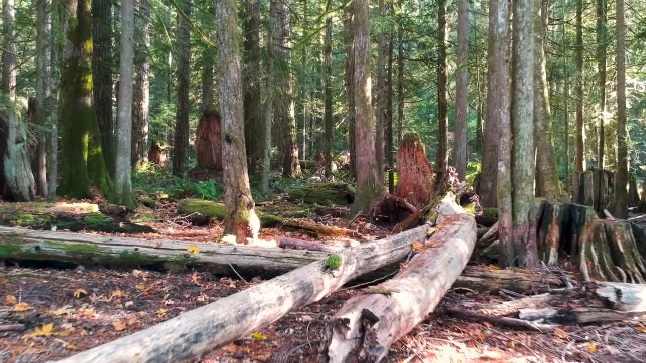moviéndose hacia atrás a través de un bosque lluvioso en bc canada