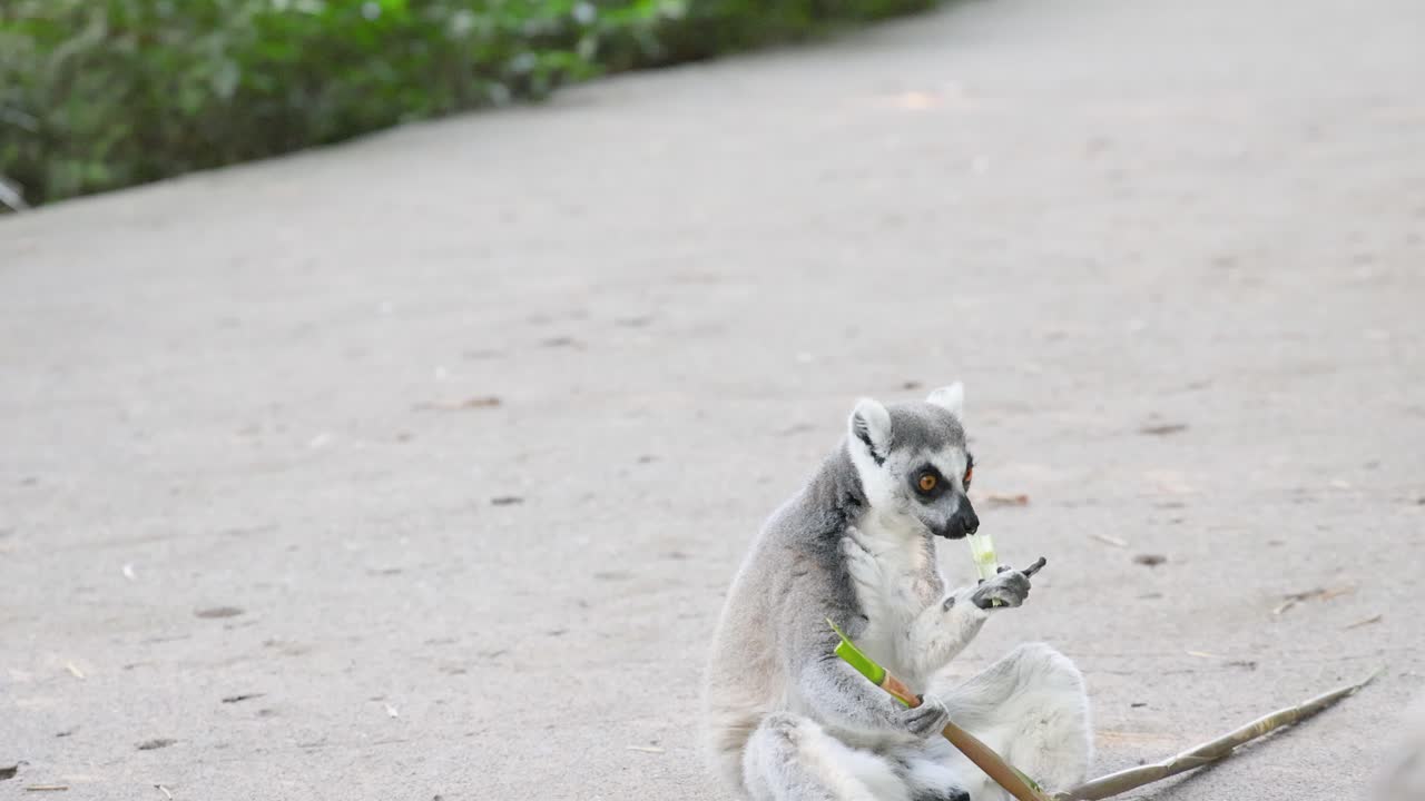 Un lemure dalla coda ad anelli siede su un sentiero pavimentato mangiando cibo di giorno in Australia