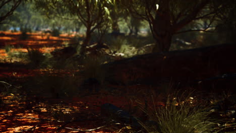 red-sand-bush-with-trees