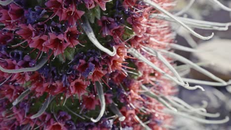 Tilt-down-detailed-view-of-Red-bugloss-Echium-wildpretii,-Teide-National-Park