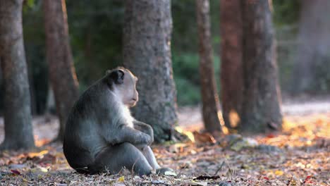 Wide-Shot-of-an-alone-monkey-Sitting-with-Her-Knees-Up-Looking-Around-While-Contemplating-Life