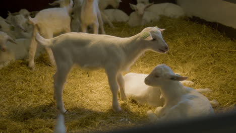 a baby goat standing in it's pen under a heat lamp