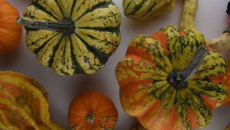 squash fly over left to right