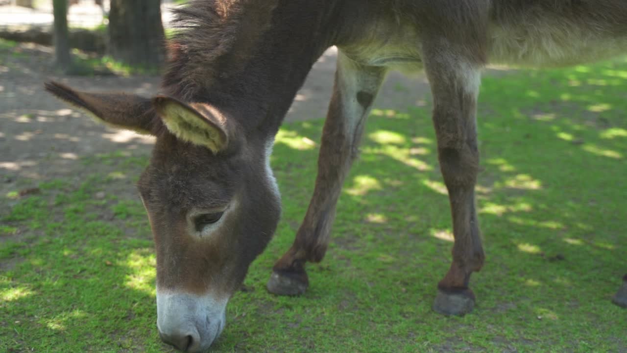 primer plano de un burro gris bien cuidado mientras roza la hierba verde corta en su