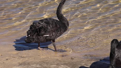 a black swan walks along the canal