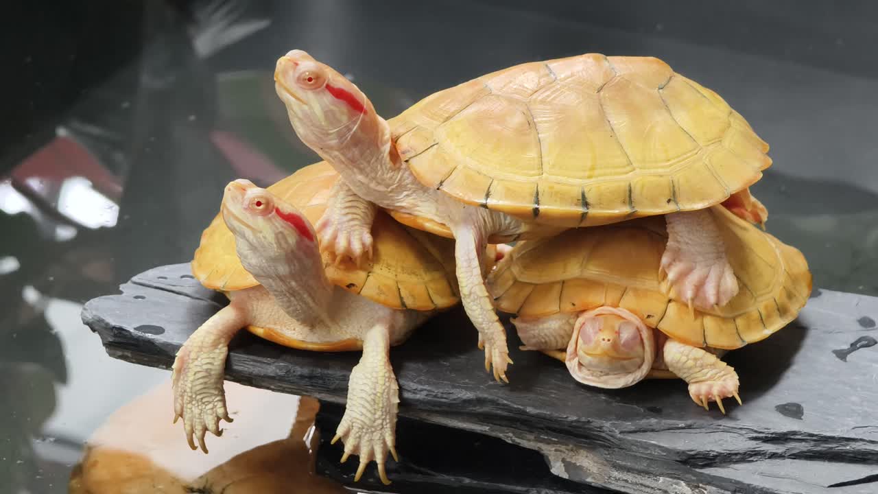 세 마리의 새끼 은 귀 슬라이더 거북이