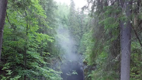 misty forest canyon