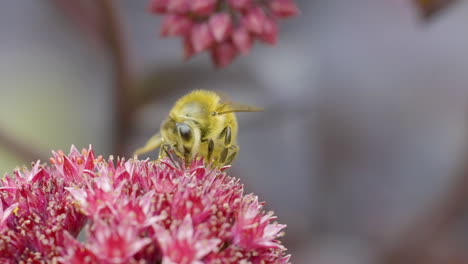 honeybee on a pink flower