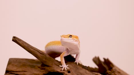a leopard gecko moves across a branch in a controlled studio environment with soft lighting and a neutral background