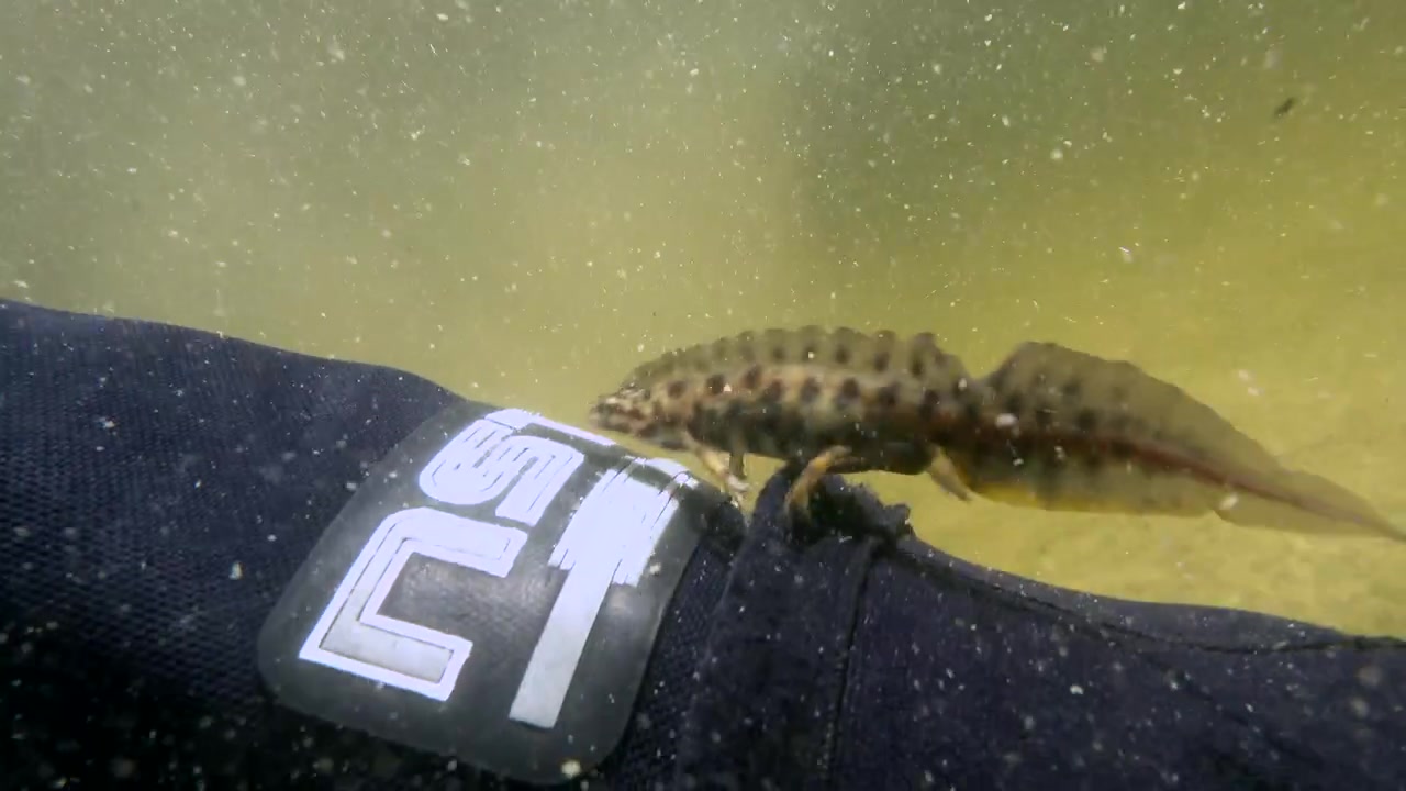 Male Smooth newt (Lissotriton vulgaris) crawls along a diver's arm. Estonia.