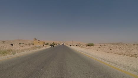 crossing-jordanian-roads-with-animals