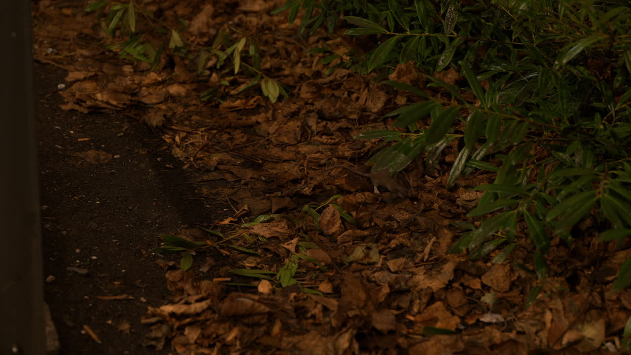 toma estática de una rata mirando alrededor de las hojas caídas en busca de comida
