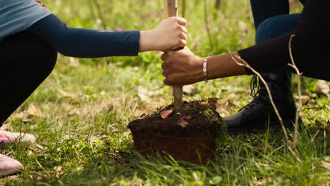 Two diverse girls do voluntary work by planting small trees in the forest