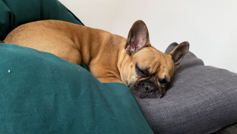 Adorable-Y-Lindo-Perro-Mascota-Acostado-Y-Descansando-En-Un-Sofá