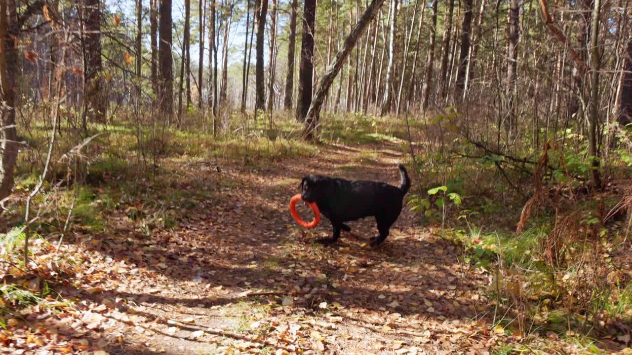 Bambino felice e cane nero che giocano a riporto in una foresta autunnale