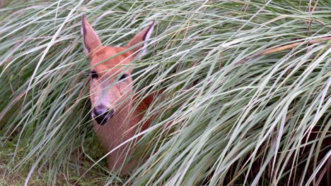 macro portrait front facing shot of a young marsh deer, blastocerus dichotomus, remain statue still under grassy marshland staring into the camera with slight ears movement during daytime