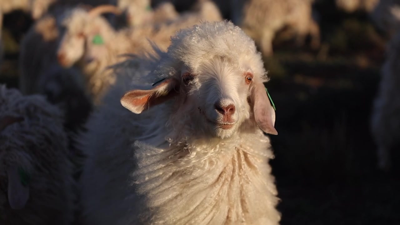 Dê Angora nhìn thẳng vào máy ảnh: Cận cảnh khuôn mặt trong đồng cỏ giờ vàng
