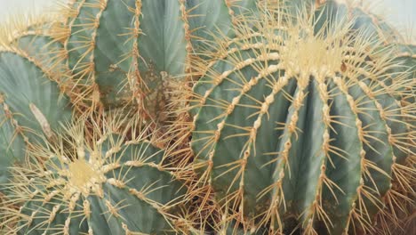 closeup of an australian cactus sharp cactus needles a wild plant in the desert closeup of an australian cactus sharp cactus needles a wild plant in the desert
