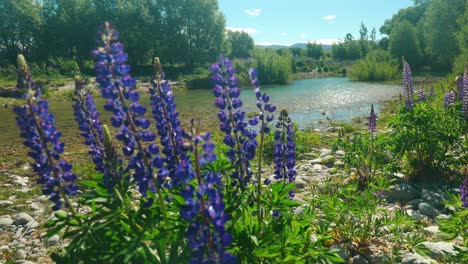 Entdecken-Sie-Die-Ruhe-Mit-Unserem-Faszinierenden-Stockmaterial:-Lupinenblüten-Wiegen-Sich-Anmutig-An-Einem-Fließenden-Fluss