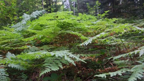 Entspannende-Aussicht-Auf-Rote-Blätter,-Die-Im-Karpatenwald-Wachsen