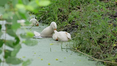 ducks swimming a tranquil pond nature scene rural landscape serene environment close-up view
