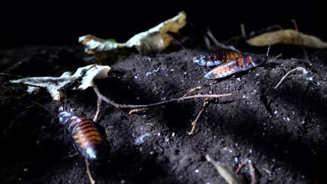 cockroaches crawling on dark soil