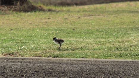 plover de alas de regazo enmascarado pollo bebé picoteando hierba