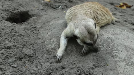 meerkat lying on sand resting near burrow entrance
