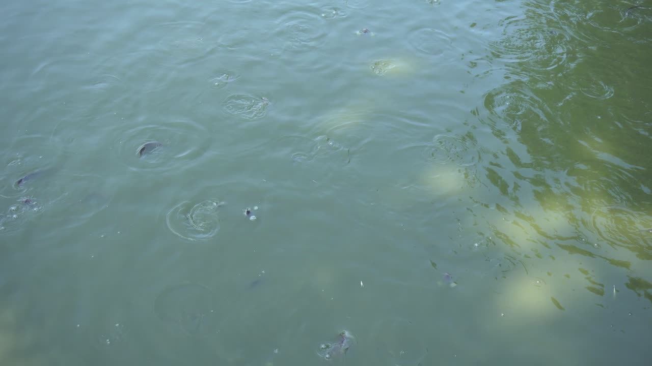 물고기가 물에서 놀고 있다